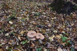 OPIEŃKA&#x20;sp&#x2e;&#x20;&#x28;Armillaria&#x20;sp&#x2e;&#x29;