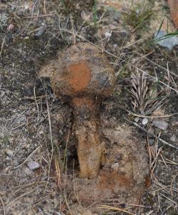 PURCHATNICA&#x20;PIASKOWA&#x20;&#x28;Pisolithus&#x20;arhizus&#x29;
