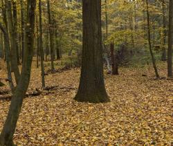DĄB&#x20;BURGUNDZKI&#x20;&#x28;Quercus&#x20;cerris&#x29;