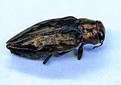 Przypłaszczek&#x20;granatek&#x20;&#x20;&#x28;Phaenops&#x20;cyanea&#x29;