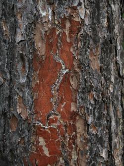 Charakterystyczne&#x20;wycieki&#x20;żywicy&#x20;w&#x20;spękaniach&#x20;kory&#x20;na&#x20;drzewie&#x20;opanowanym&#x20;przez&#x20;przypłaszczka&#x20;granatka&#x20;&#x20;&#x28;Phaenops&#x20;cyanea&#x29;