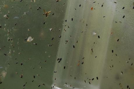Monitoring występowania rozwiertka nieparka (Xyleborus dispar).