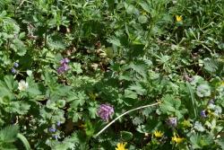 Kwitnąca&#x20;kokorycz&#x20;pusta&#x20;&#x28;Corydalis&#x20;cava&#x29;&#x2c;&#x20;ziarnopłon&#x20;wiosenny&#x20;&#x28;Ficaria&#x20;verna&#x29;&#x20;oraz&#x20;zawilec&#x20;gajowy&#x20;&#x28;Anemone&#x20;nemorosa&#x29;&#x2e;